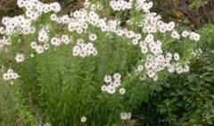 Giant daisy, Giantdaisy, Hungarian Daisy