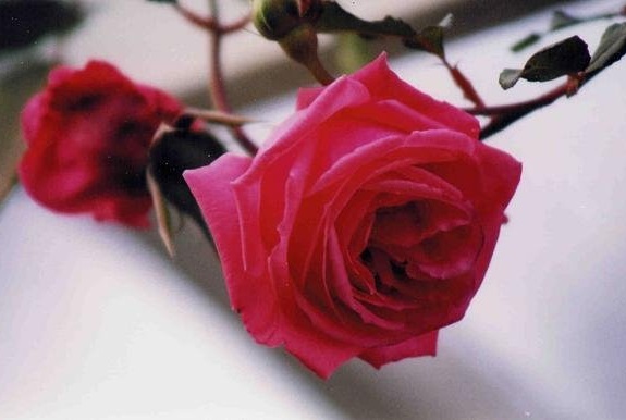 Large Flowered Climbing Rose Coral Dawn