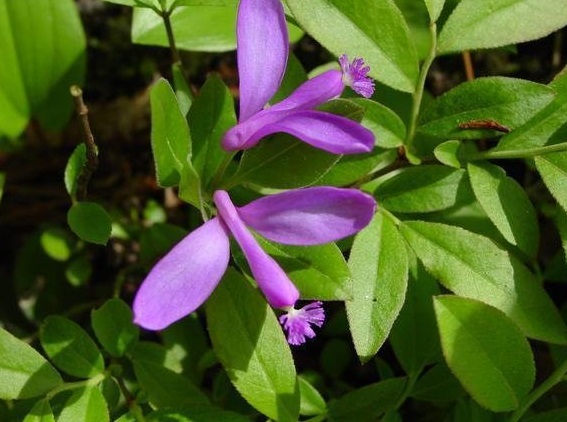 Polygaloides Species, Flowering Wintergreen, Fringed Polygala, Gaywings