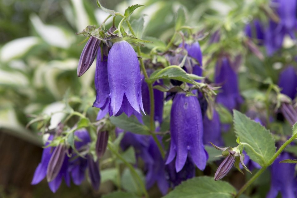 Campanula Hybrid, Bellflower Kent Belle