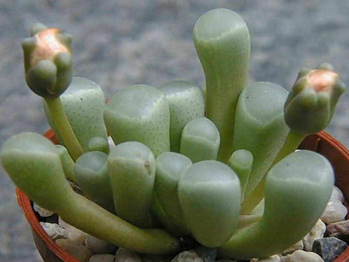 Fenestraria Species, Babys Toes, Window Plant
