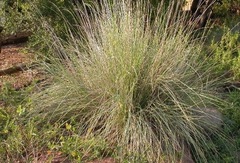 Muhlenbergia Species, Big Muhly, Blue Muhly Grass, Lindheimer's Muhly