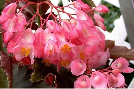 Begonia, Cane Stemmed-Superba Begonia Irene Nuss