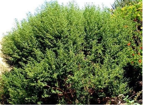 Baccharis Species, Bush Baccharis, Coyote Brush, Dwarf Chaparral Broom
