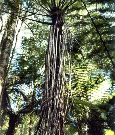Alsophila Species, Skirted Tree Fern