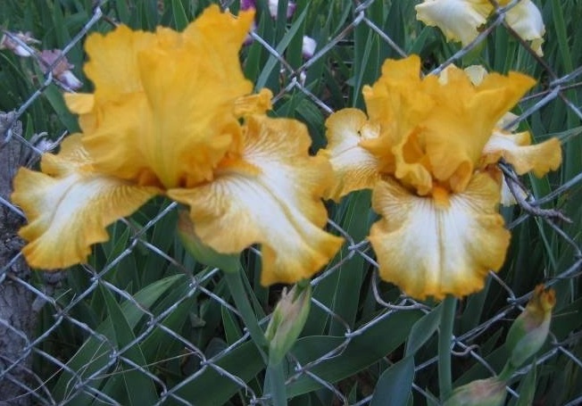 Tall Bearded Iris Light Beam