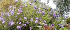 Hibiscus Species, Australian Hibiscus, Desert Rose