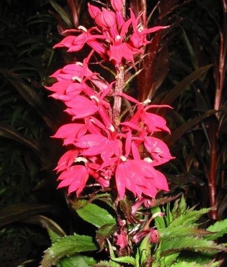 Lobelia Hybrid, Hybrid Cardinal Flower Fan Scarlet