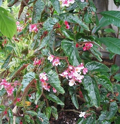 Begonia, Shrub Begonia Ginny