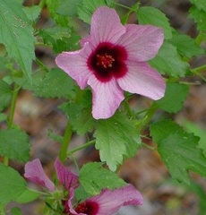 Hibiscus Species, Monarch Rose Mallow, October Rose, Ruby Hibiscus
