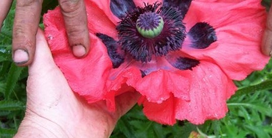 Papaver, Oriental Poppy, Perennial Poppy Pizzicato