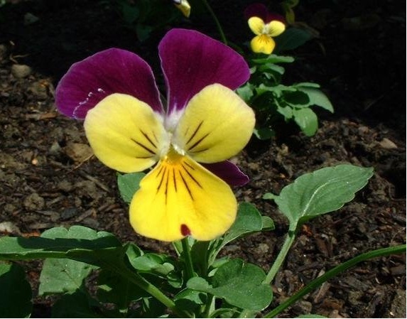 Viola, Johnny Jump-Up, Heartsease Helen Mount