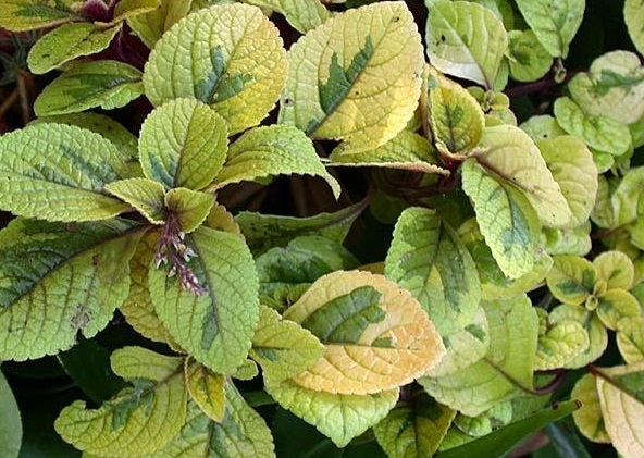 Plectranthus, Spur Flower Easy Gold
