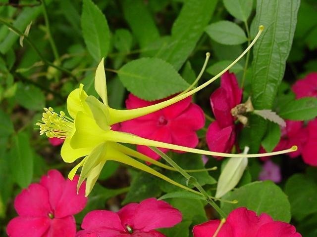Aquilegia Species, Texas Gold Columbine, Hinckleys Golden Columbine