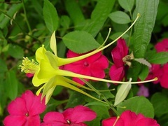 Aquilegia Species, Texas Gold Columbine, Hinckley's Golden Columbine