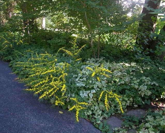 Solidago Species, Blue Stem Goldenrod, Wreath Goldenrod, Woodland Goldenrod