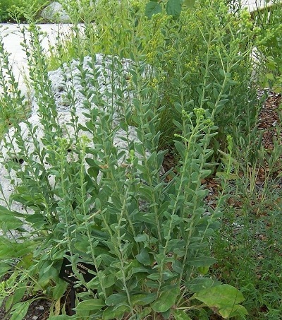 Solidago Species, Stiff Goldenrod