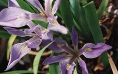 Species Iris, Zig Zag Iris