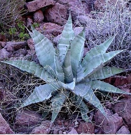 Agave Species, Zebra Agave, Century Plant, Maguey