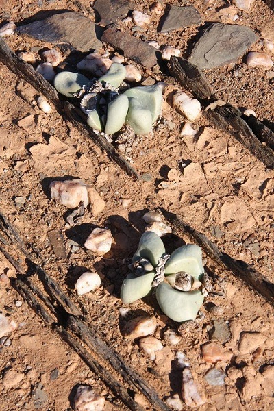 Argyroderma Species