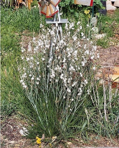Asphodelus Species, Asphodel, Onionweed