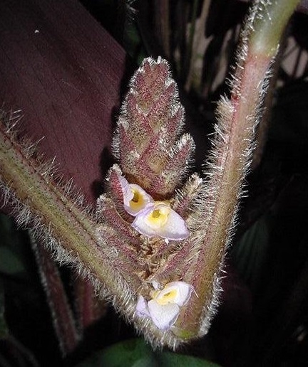 Never-Never Plant, Oppenheims Ctenanthe
