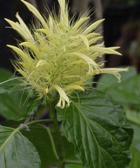 Schaueria Species, Golden Plume