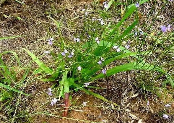 Verbena Species, Texas Vervain