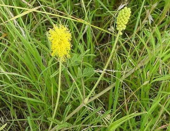 Neptunia Species, Yellow Puff, Yellow Sensitive Briar