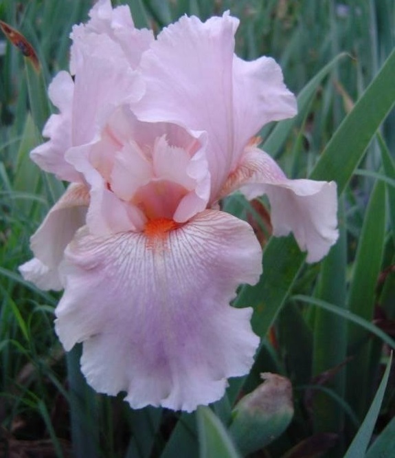 Tall Bearded Iris Raspberry Jewelry