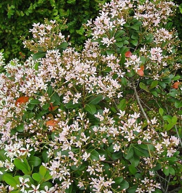 Rhaphiolepis, India Hawthorn, Indian Hawthorn Pink Lady