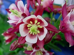 Aquilegia, European Columbine, European Crowsfoot, Granny's Bonnets 'Winky Red and White'