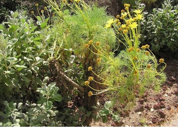 Coreopsis Species, Giant Coreopsis