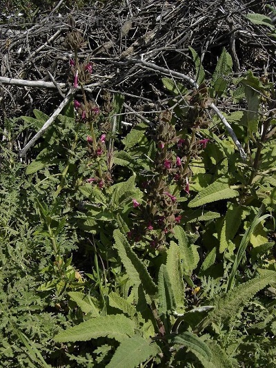 Salvia Species, Crimson Sage, Hummingbird Sage, Pitcher Sage