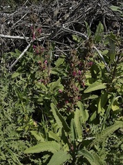 Salvia Species, Crimson Sage, Hummingbird Sage, Pitcher Sage