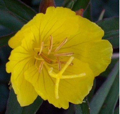 Oenothera Species, Shrubby Sundrops, Narrow-leaf Evening Primrose