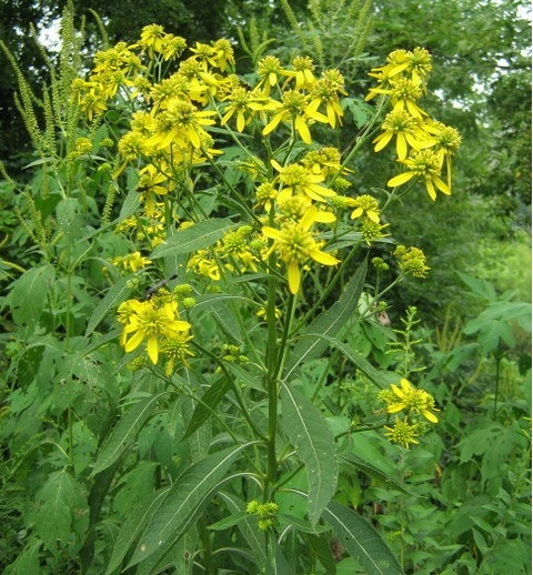 Verbesina Species, Wingstem, Yellow Ironweed