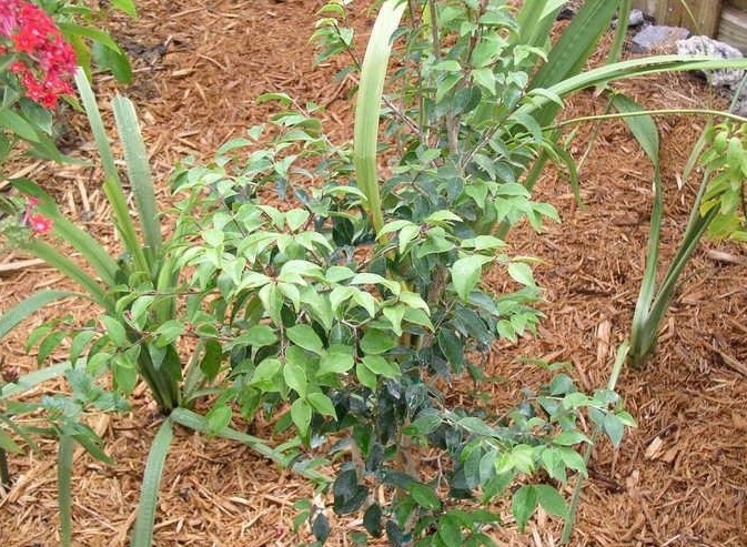 Eugenia Species, Boxleaf Stopper, Spanish Stopper, White Wattling