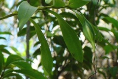 Species Orchid, Night-scented Orchid, Lady of the Night Orchid