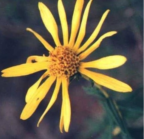 Florida False Sunflower
