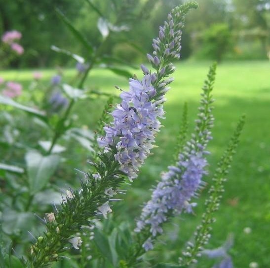 Veronica, Spike Speedwell Blue Charm