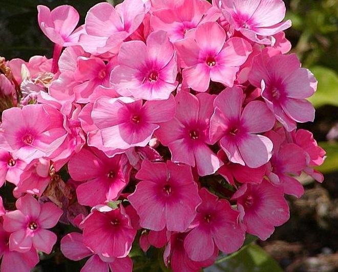 Phlox, Garden Phlox Pink Flame