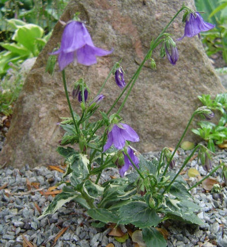 Adenophora