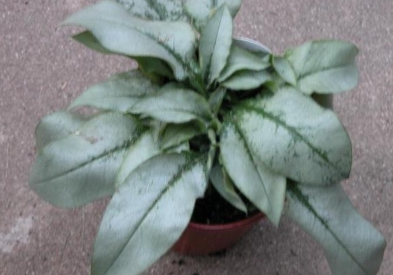 Pulmonaria, Bethlehem Sage, Jerusalem Sage, Lungwort Majeste