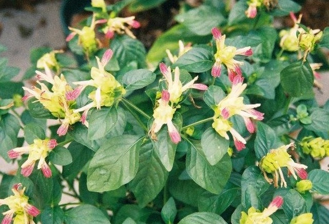 Justicia Species, Shrimp Plant Fruit Cocktail