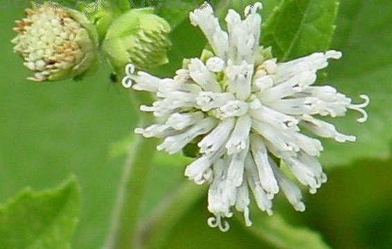 Snow Squarestem
