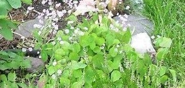 Thalictrum Species, China Meadow Rue