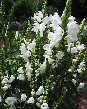 Physostegia, False Dragonhead, Obedient Plant Summer Snow