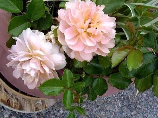 Floribunda Rose, Cluster Flowered Rose Ladies in Waiting