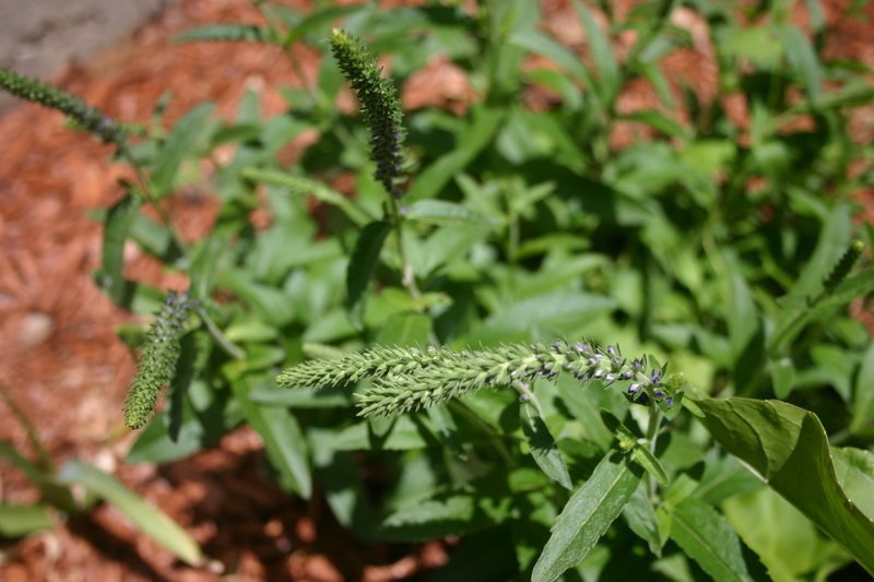 Veronica, Spike Speedwell Goodness Grows